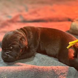 Valor (Grey) - Black male Boerboel puppy in Delta, Colorado from SATA Kennels