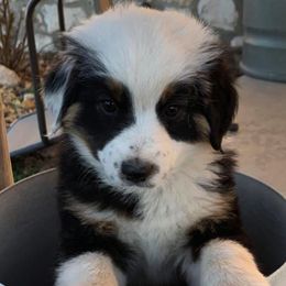 Miniature Australian Shepherds from Walkin T Mini and Toy Aussies