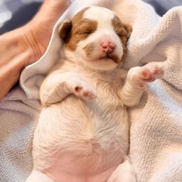 Cavapoo Puppies from Patriot Pups Cavapoos