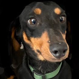 Clyde - Dachshund