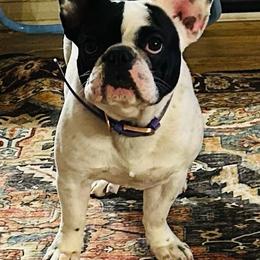 Abby - French Bulldog