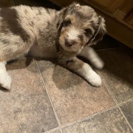 Aussiedoodle Puppies from Drew’s Aussies & Doodles