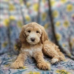 Hermione - Fawn and white female Sheepadoodle puppy in Austin, Texas from Darling Doodles