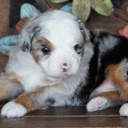 Girl 3 - Blue merle female Aussiedoodle puppy in Lawton, Oklahoma from Lindsey’s Aussies