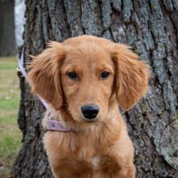 Border Collie, Golden Retriever, and Sporty Mix Puppies from Turbo Border Collies & Coltrievers