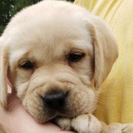 Peas - Labrador Retriever puppy from Kingdom Kenelz Labradors
