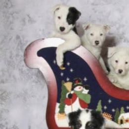 Border Collies from Cheryl Renwick Border Collies