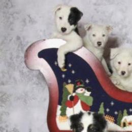 Border Collies from Cheryl Renwick Border Collies