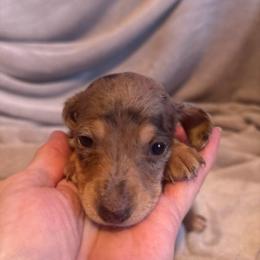Budd Dapple Silky Wire - Dapple male Dachshund puppy in Argos, Indiana from TKO Doxies