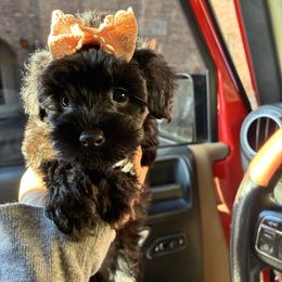 Sasha - Black female Maltipoo puppy in Oklahoma City, Oklahoma from Red Okie Poos