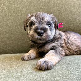 Petunia- AKC - Pink - Salt and pepper female Miniature Schnauzer puppy in Wheeler, Wisconsin from Sue’s Miniature Schnauzers