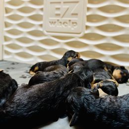 Boy 3 - male Airedale Terrier puppy in Branch, Michigan from Aim High Airedales & German Shorthaired Pointers