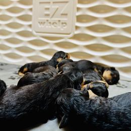 Boy 3 - male Airedale Terrier puppy in Branch, Michigan from Aim High Airedales & German Shorthaired Pointers