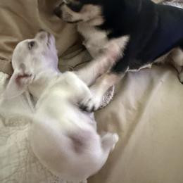 Chihuahua Puppies from McQueen’s Chi”s