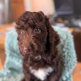 Hugo - Chocolate male Labradoodle puppy in Lowville, New York from Adirondack Labradoodles