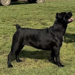 Riot - Cane Corso