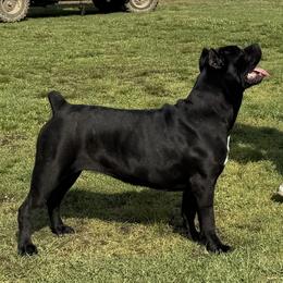 Riot - Cane Corso