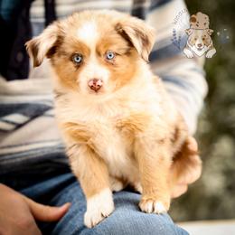 Frank Sinatra - Red merle male Miniature Australian Shepherd puppy in Hearne, Texas from Wigglebutts Unlimited