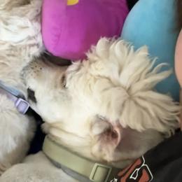 Goldendoodles from Pickle Creek Kennels
