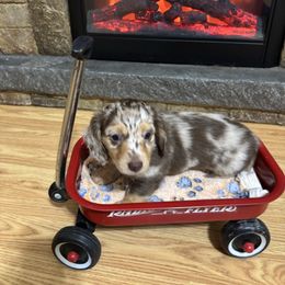 Junior - Dapple male Dachshund puppy in Pocola, Oklahoma from D & F Doxies