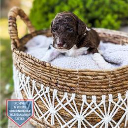 Dodger - Chocolate male Goldendoodle puppy in Soddy Daisy, Tennessee from The W Doods