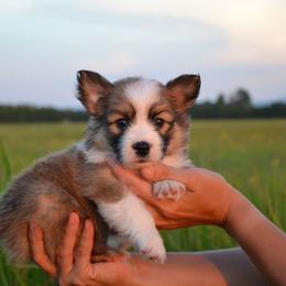 Rain - Red female Pembroke Welsh Corgi puppy in Poteau, Oklahoma from Half-Pint Corgis