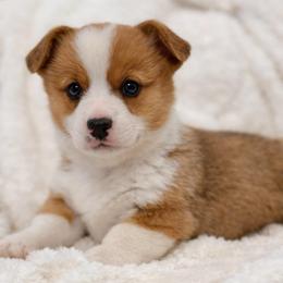 Kash - Red male Pembroke Welsh Corgi puppy in Beggs, Oklahoma from Blue Diamond Corgi’s