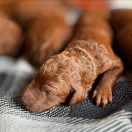 Male 3 - Red  male Poodle puppy in Nicholasville, Kentucky from Lexington Poodle Company
