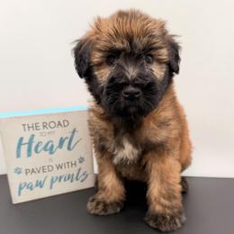 Silver - Wheaten male Soft Coated Wheaten Terrier puppy in Grand Prairie, Texas from Wonderful Wheatens
