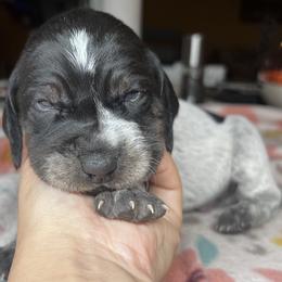 Timber - Blue ticked and tan male Bluetick Coonhound puppy in Wolf Creek, Oregon from Dejah Bleu Kennels