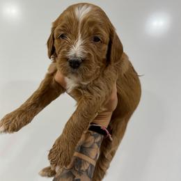 Ember Possible Blue Eyes - Red female Bernedoodle puppy in Horseshoe Bend, Idaho from Over the Moon Poodles and Doodles