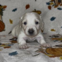 Gray collar - Cream male Dachshund puppy in Poteau, Oklahoma from Sisters Dazzling Dachshunds