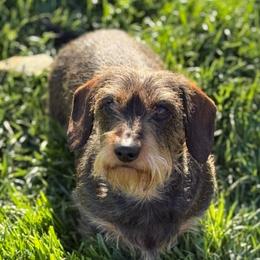 Rosa - Dachshund