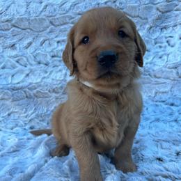 Silver - Dark golden male Golden Retriever puppy in Mount Carmel, Tennessee from HS Goldens