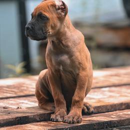 Taddeo - Red male Cane Corso puppy in Cable, Ohio from Americana Cane Corso