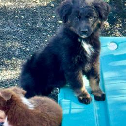 Black male - Black tri male Miniature Australian Shepherd puppy in Lemon Cove, California from Magic Ranch Mini Aussies