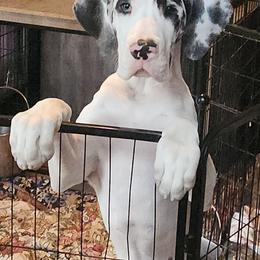 Arie - Harlequin female Great Dane puppy in Gig Harbor, Washington from Lakaya Danes