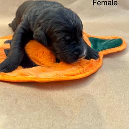 Goldendoodle Puppies from Dhalia’s Doodles