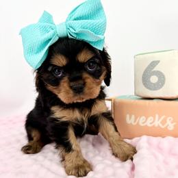 AKC Champion-Sired Dottie - Black and tan female Cavalier King Charles Spaniel puppy in Louisville, Kentucky from Ali-Mae Cavalier King Charles Spaniels