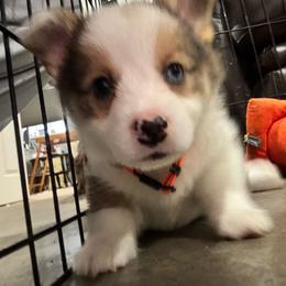 Oliver - Sable male Pembroke Welsh Corgi puppy in Millsap, Texas from Punchy Pembroke Ranch