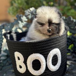 Dior - Blue merle female Pomeranian puppy in Stockton, California from lunas_poms