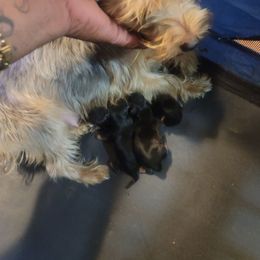 Pup 2 - Black and tan female Silky Terrier puppy in City Of Orange, New Jersey from Fur-Ever Friends