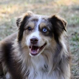 Australian Shepherds and Miniature Australian Shepherds from Texas Down Yonder Mini Aussies