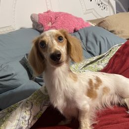 Winter - Dachshund