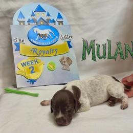 Mulan - Liver and white female German Shorthaired Pointer puppy in North Branch, Minnesota from Chrishelle Farm