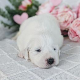 Boy 1 Red - White male Great Pyrenees puppy in Yakima, Washington from Naches Heights Ranch