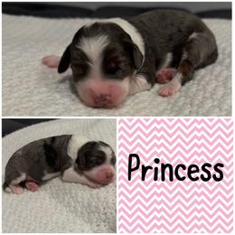 Princess - Merle female Bernedoodle puppy in Beauty, Kentucky from The Doodle Pad
