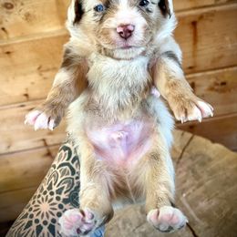 Waylon - Red merle male Toy Australian Shepherd puppy in Tulare, California from Maze Farms