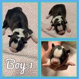 Boys - Black brindle and white male Boston Terrier puppy in Mc Donough, Georgia from Ballard Boston Terriers