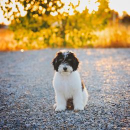 Bernedoodle, Goldendoodle, Poodle, and Sheepadoodle Puppies from Northwest Pups
